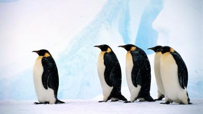 Penguin quiz | WWF